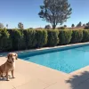 Incident amuzant în California: Un câine și-a împins stăpâna în piscină
