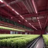 Căpșuni Proaspete Tot Anul: Fermele Verticale de Înaltă Tehnologie Revoluționează Agricultura