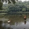 Tentativă eșuată de salvare a unei găini dintr-un iaz în China, surprinsă de camere