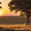 Leul Blondie, ucis în Zimbabwe: Vânătorul de trofee a împușcat un exemplar monitorizat pentru 40.500 de euro