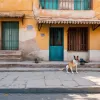 Câinele maidanez din Mexic a cucerit Google Maps: cinci stele pentru "Grăsanul din Texcoco"