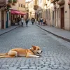 Un câine vagabond din Mexic a primit cinci stele pe Google Maps și a devenit o atracție turistică