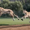 Atac dramatic de puma în Malibu: O fetiță de 11 ani, rănită în curtea casei sale