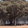 Alertă de „vampiri” în Australia: Liliecii fructiferi atacă oamenii, risc de virus letal