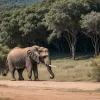 Selfie periculos în India: Un elefant a atacat un turist care a ignorat regulile