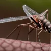 Virusul Chikungunya: Recomandare de vaccinare în contextul unui caz detectat lângă granița cu Germania