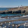 „Păsări Crocante”: Oamenii de știință, alarmați de puii de păsări marine plini cu plastic