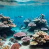 Experiment revoluționar lângă Miami: Coralii rezistenți la căldură, o speranță pentru recife și climă?