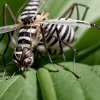 Peste 8000 de cazuri de Chikungunya în China: Măsurile drastice amintesc de restricțiile COVID-19