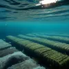 Peste un milion de somoni morți în Norvegia: Algele și planctonul, cauza unui dezastru ecologic în acvacultură