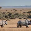 Rinoceri radioactivi: Africa de Sud adoptă o metodă neobișnuită împotriva braconierilor