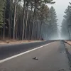 Val de căldură extremă în Germania: autostrăzi distruse, incendii de pădure și victime