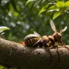 Viespea Asiatică a Atacat Copii în Germania: Un Cuib Periculos Găsit Sub Un Tobogan de Apă