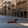 Imagini șocante din Dublin: Un cal de trăsură epuizat s-a prăbușit din cauza căldurii pe o stradă aglomerată