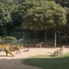 Incident șocant la Grădina Zoologică din Zurich: Un tigru a devorat o barză în fața vizitatorilor