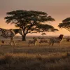 Supraviețuire incredibilă în safari: Un vițel a scăpat miraculos de ghearele leilor