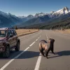 Lupta marmotelor provoacă haos în trafic în China: Un incident neașteptat
