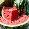 Ghid complet: Cum alegi cel mai dulce și copt pepene verde – 8 sfaturi esențiale