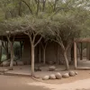 Grădina Zoologică explică decizia de sacrificare a pavianilor