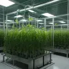 Cafeaua viitorului: Va fi băutura noastră preferată produsă fără boabe, din bioreactor?