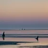 Patru pui de focă, eliberați în sălbăticie: un moment emoționant în Parcul Național Marea Wadden