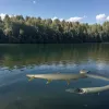 Record Mondial în Cehia: Pescarul Jakub Vágner a Capturat un Somn Uriaș de 2,72 Metri