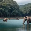 Recorduri mondiale: cine are cel mai lung organ genital în regnul animal?