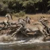 Luptă brutală în sălbăticie: O leoaică înfruntă 12 crocodili pentru o zebră moartă