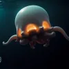 Descoperire senzațională: Caracatița Dumbo, o specie rară, filmată la aproape patru kilometri adâncime lângă Argentina