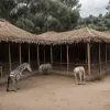 Descoperire șocantă în Spania: Poliția a găsit o grădină zoologică privată ilegală cu animale exotice de peste 2 milioane de euro