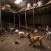 Peste 100 de câini salvați dintr-o "crescătorie a groazei": condiții șocante de abuz animal