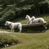 Salvare dramatică în Alpi: Câine mușcat de viperă, scos din pericol de salvamontiști austrieci