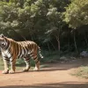 Tragedie în Oklahoma: Îngrijitor de tigri, asociat cu "Regele Tigrilor" Joe Exotic, a murit după un atac