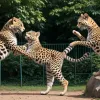 O rază de speranță pentru o specie rară: Doi pui de leopard de Amur s-au născut la grădina zoologică din Chicago