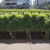 Proiect urban inedit: Cum se cultivă vinul în cartierul Kreuzberg din Berlin
