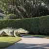 Alertă cu aligator în Florida: Poliția a capturat reptila evadată dintr-o grădină rezidențială