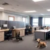 La biroul companiei Hunter din Bielefeld, câinii sunt mai numeroși decât angajații: o abordare unică în testarea produselor