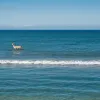 Spectacol inedit pe plajă: un cerb a fost filmat înotând în largul mării