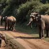 Moment emoționant în India: O familie de elefanți și-a salvat puiul dintr-un șanț adânc