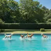 Petrecere la piscină pentru prietenii blănoși: Ștrandurile se deschid pentru câini după sezon