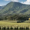 Supermarketul Penny va vinde ananas fără coroană: o decizie ecologică pentru transport și sustenabilitate