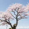 Japonia, un record de longevitate: Aproape 100.000 de centenari – o realizare și o provocare demografică