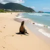 Leu de mare în Brazilia a refuzat categoric examenul veterinar al activiștilor
