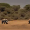 Elefant blocat pe o insulă în Thailanda: Riscă să moară de foame