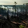 Conferința COP 30: De ce Pădurea Amazoniană Este În Continuare Distrusă, nu Protejată?